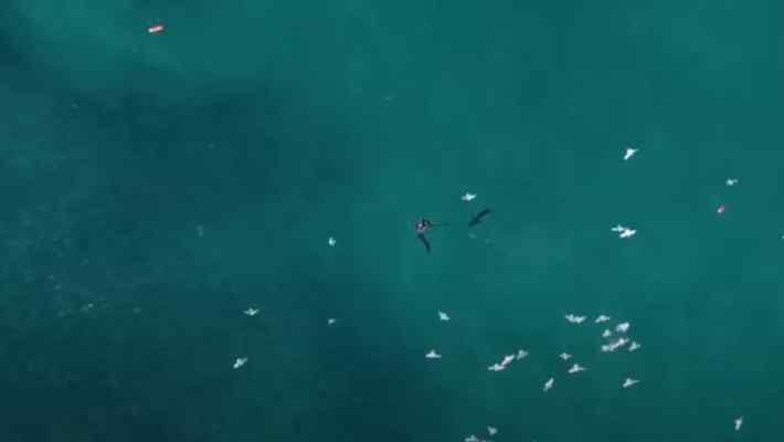 VIDEO: Un pilot de dronă a salvat viața unui înotător atacat de un rechin